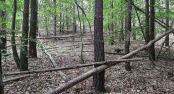 Waldbesitzer warnen vor zu viel Totholz