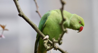 Aggressiver Papagei reduziert einheimischen Vogelbestand