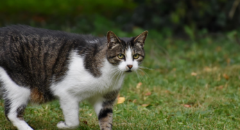 Mehr als 160 000 Katzen in Deutschland erschossen